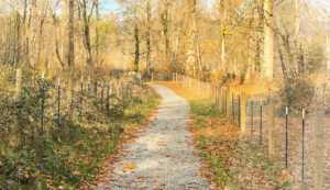 Trail covered in fall leaves